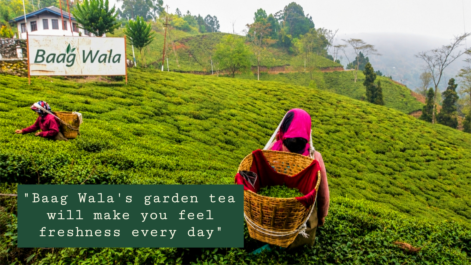 Harvesting Tea Leaves
